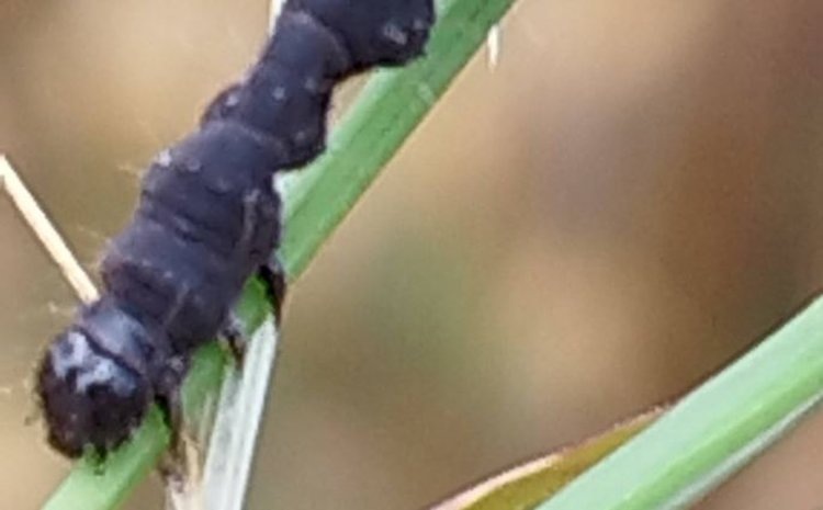    Защита кукурузы габробраконом в севообороте с овсом - опыт Брянской области