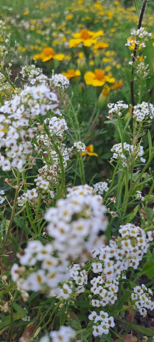 Целая "пена" цветов алиссума , а сзади желтеют бархатцы (фото автора)