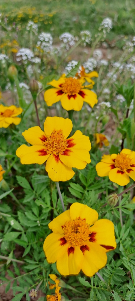 Сорт монисто (фото автора)