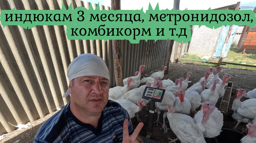 Индюкам хайбридам 3 месяца/корм улетает как в трубу/метронидозол 2-ая пропойка/огород