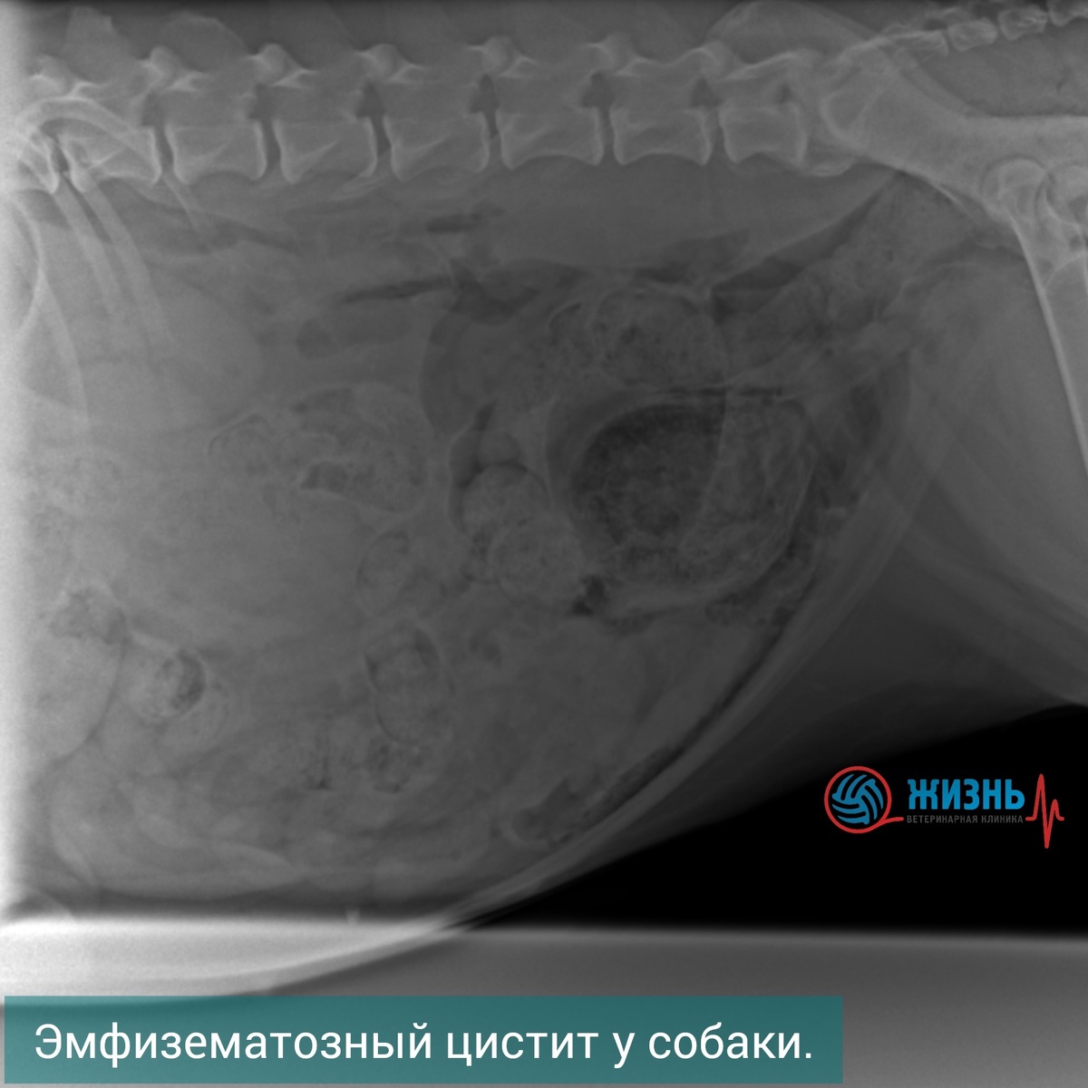 Эмфизематозный цистит у собак на рентгене.