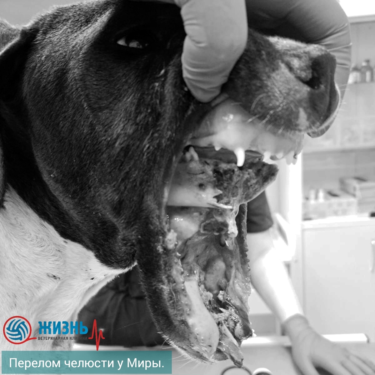 Перелом челюсти у американского стаффордширского терьера.