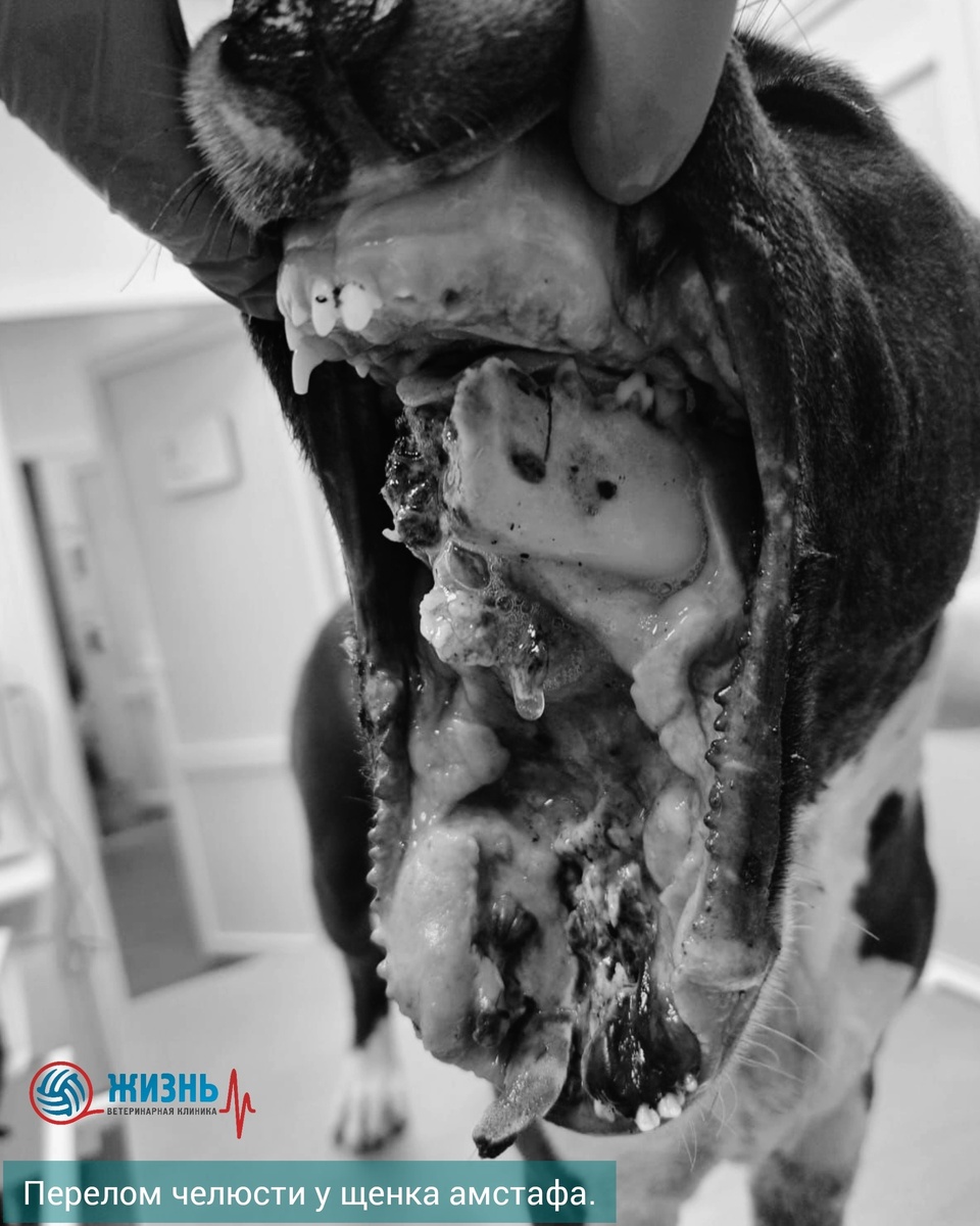 Щенку взрослая собака откусила часть челюсти.