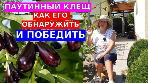 Паутинный клещ. Как понять что он на баклажанах и как с ним бороться