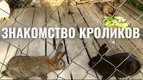 знакомство кроликов