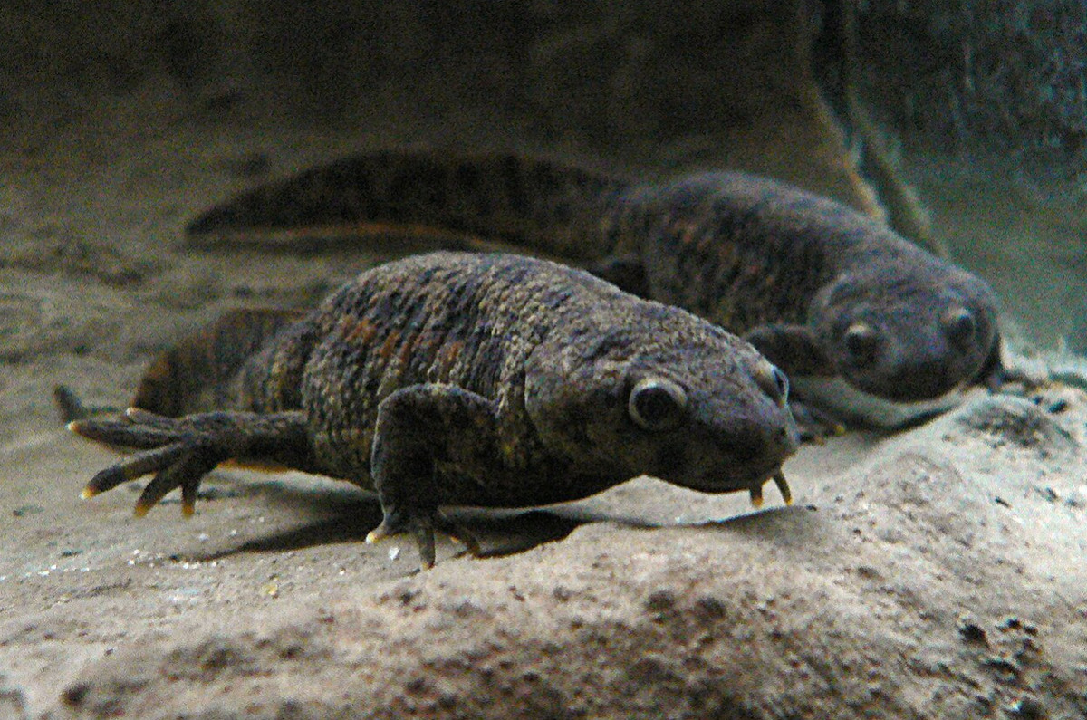 Тритоны со спутника Бион-7