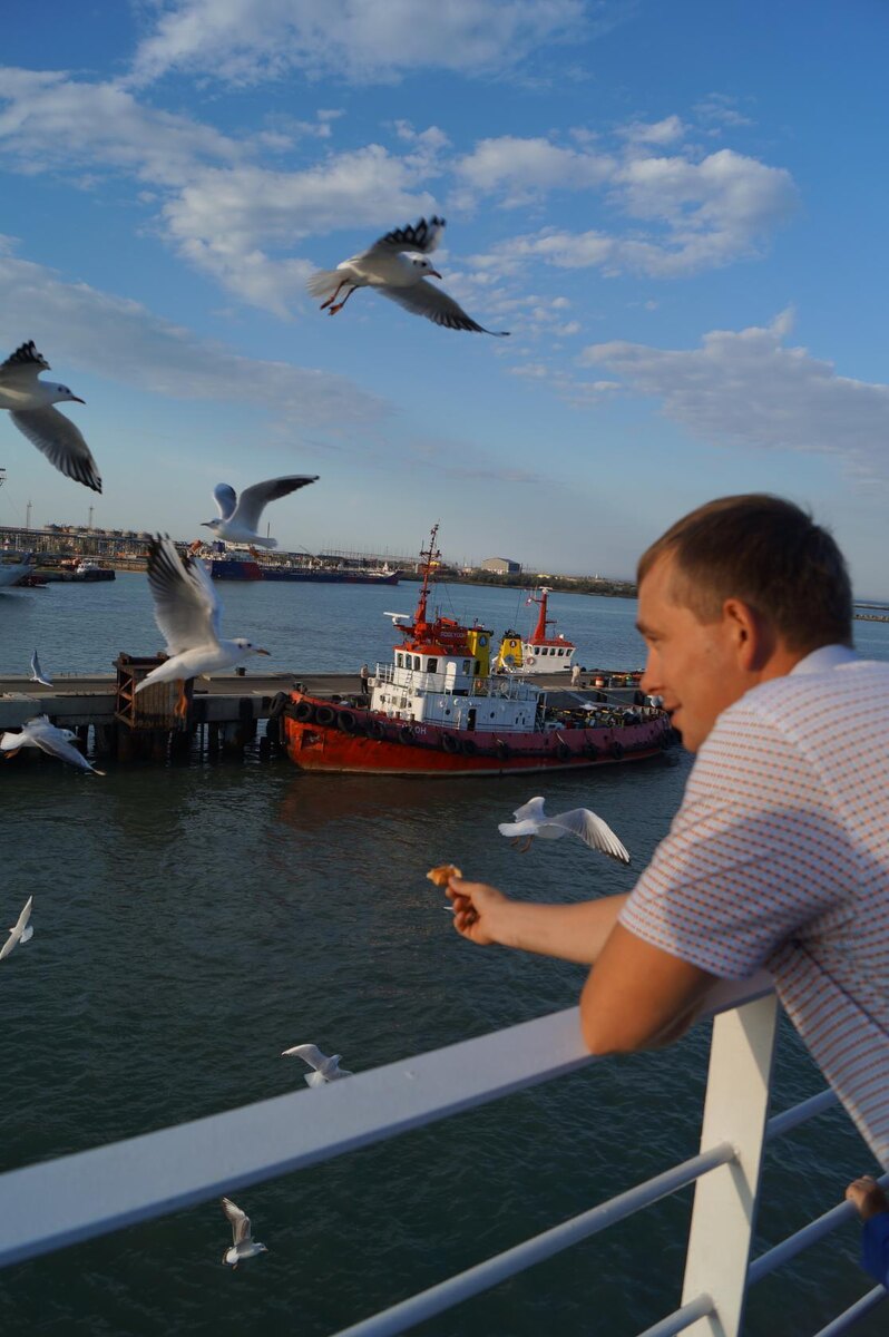 Паром и чайки