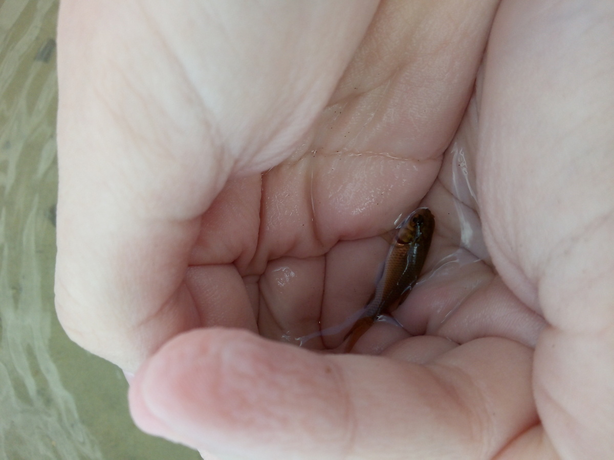 Утекла водица. Фото автора.