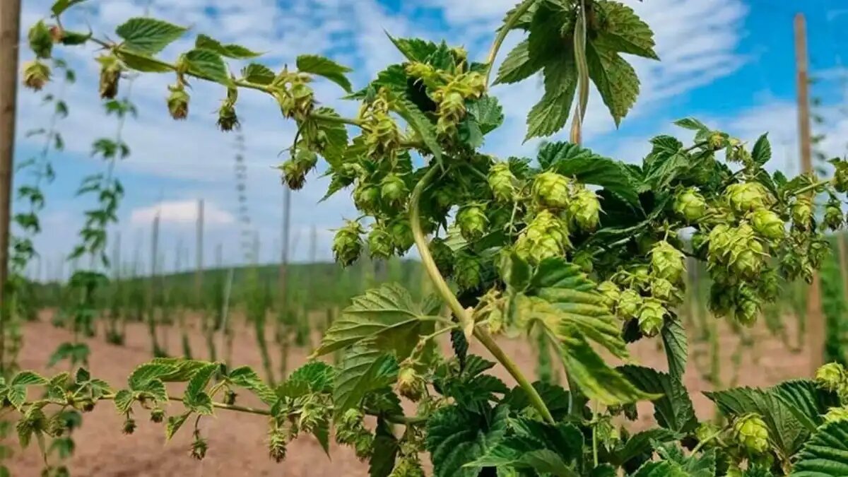 Фото:grainrus.com Выращивание хмеля в Грейнрус