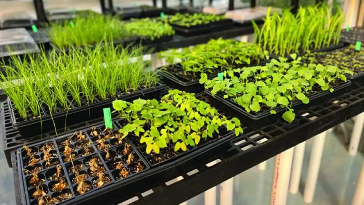 Фото:Harpe Bio / Scoop Harpe Bio проводит испытания биогербицидов