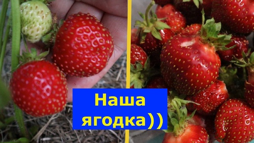 VLOG 05.07.24г. Есть ли у нас в этом году огурцы? #будни #огурцы #жизньвдеревне #дача #лето #ягода