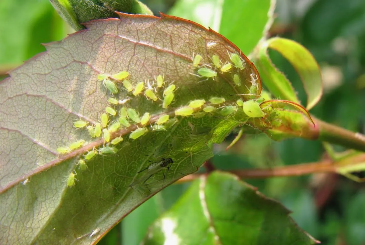 Тля трипсы. Тля на кинзе. Тля на перце фото. Как уничтожить тлю на растениях. Белокрылка тля паутинный клещ.