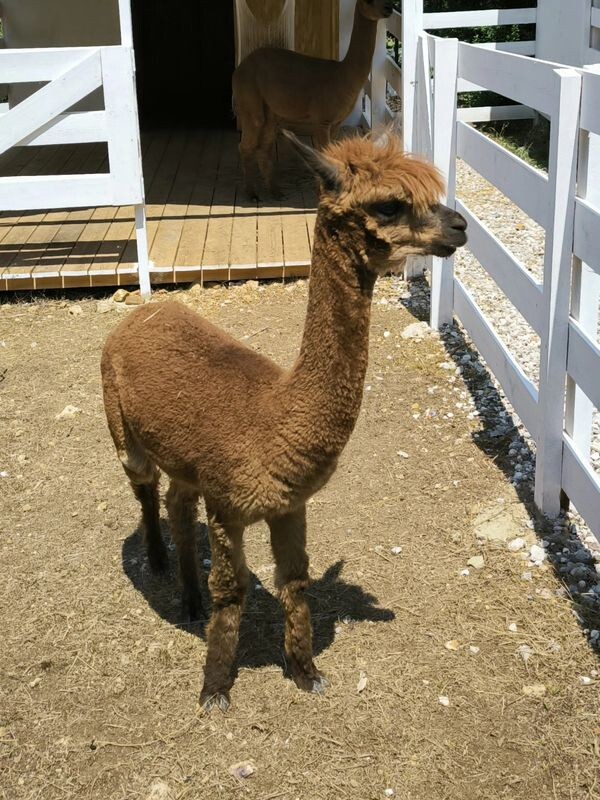 Альпака. Фото атвора