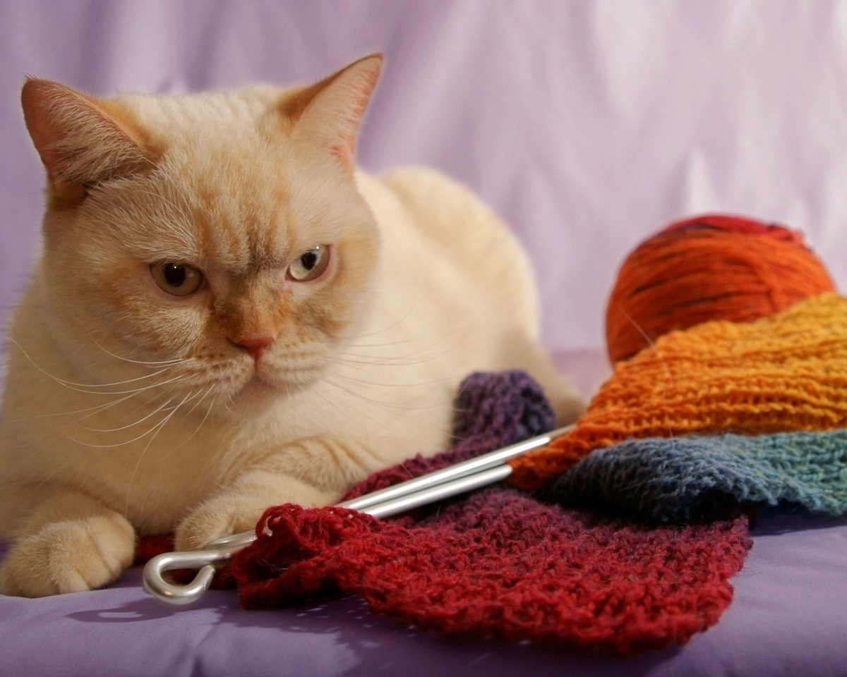 источник фото: https://koshka.top/uploads/posts/2021-11/1637921504_33-koshka-top-p-nitki-dlya-kota-35.jpg