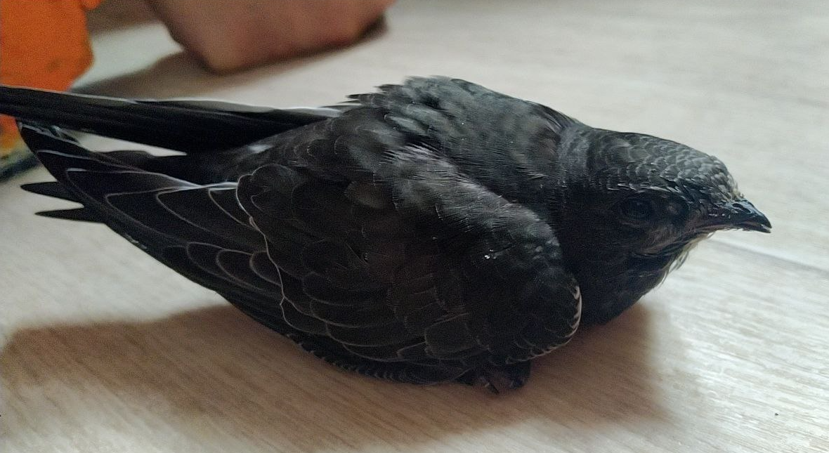 Вот такой стриженок у нас появился.