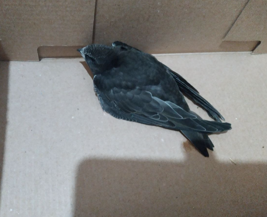 Это стриженок в первый день, когда нам его принесла соседка.