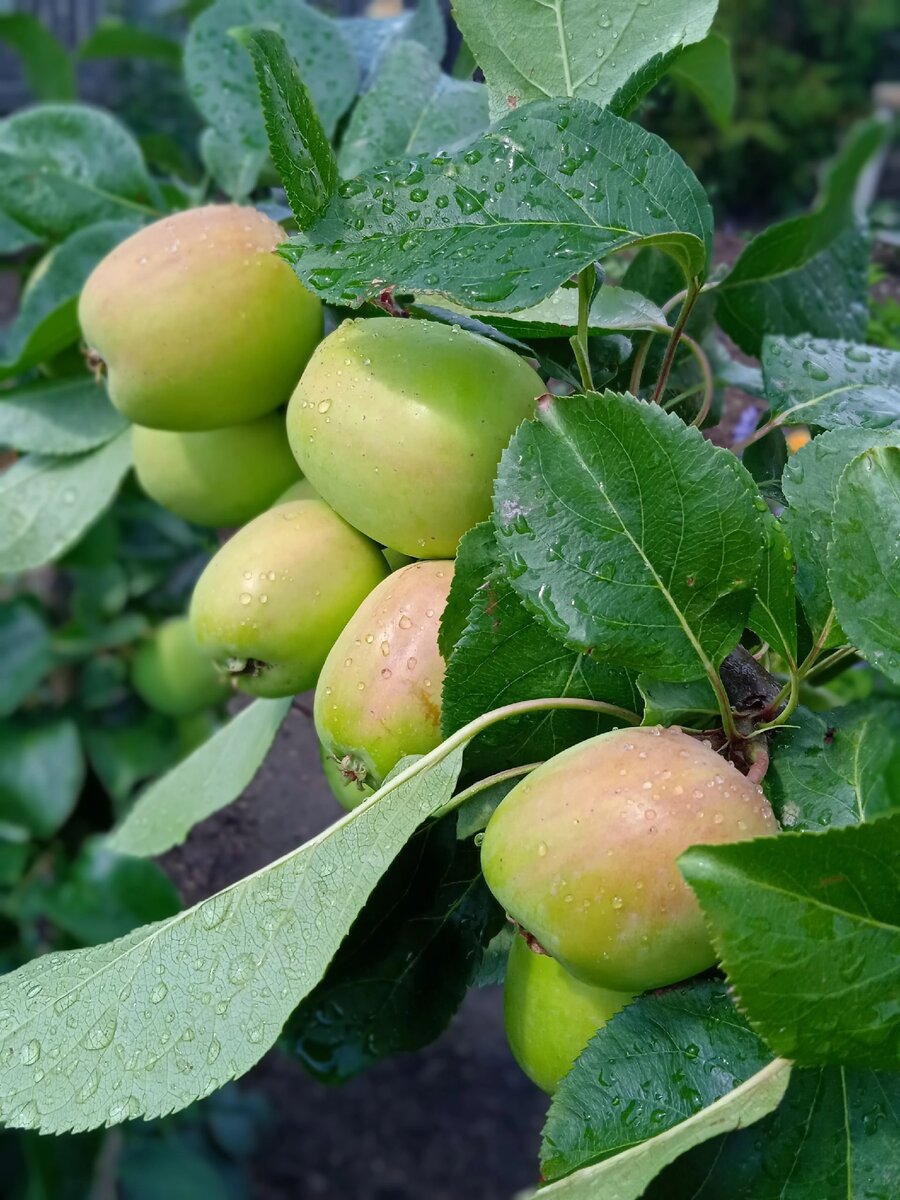 Фото прошлогоднее