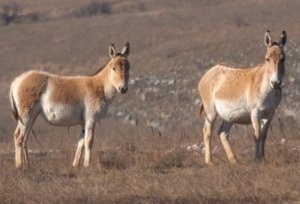    Фото: Управление ООПТ Республики Крым