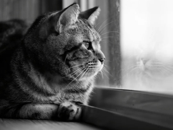 Что чувствует кошка, которую предал хозяин