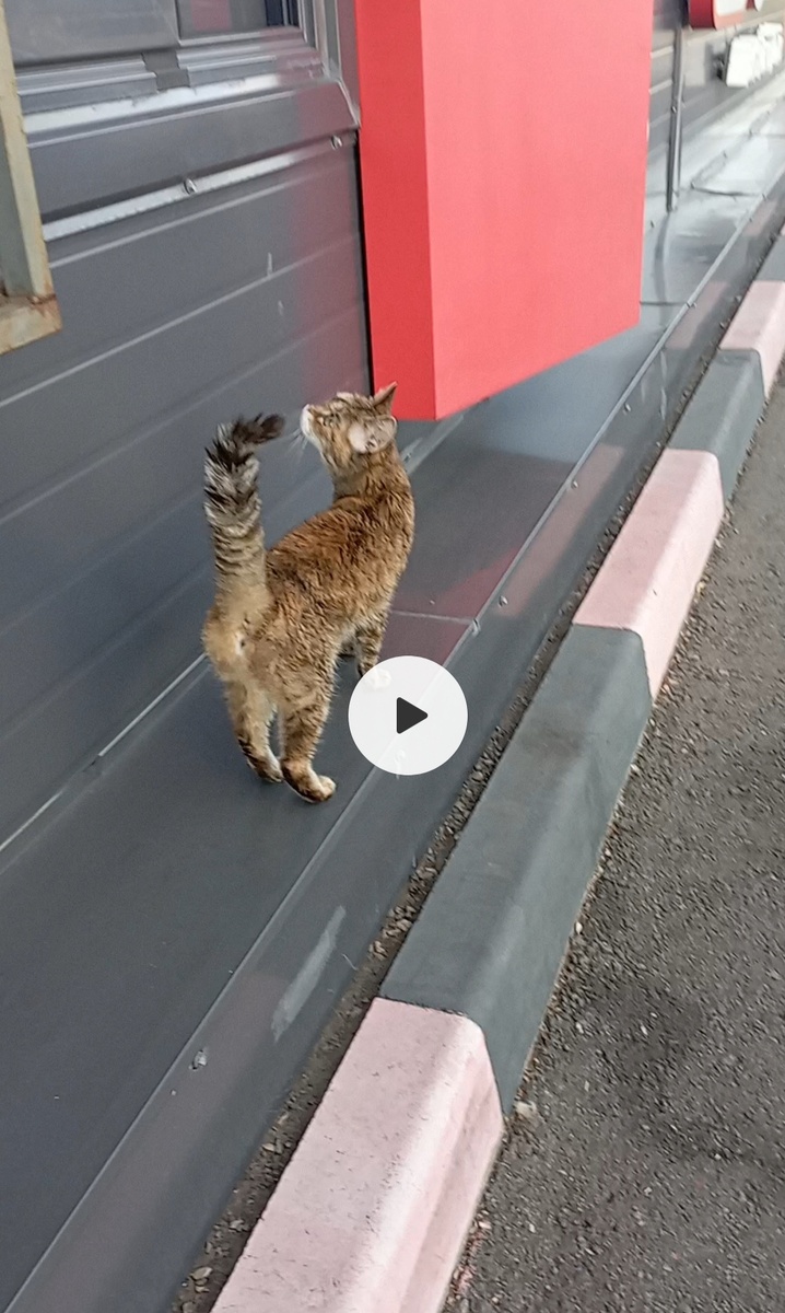 Элис на заправке)) 