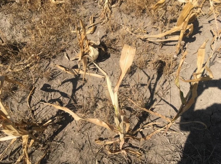 Гибель урожая из-за засухи