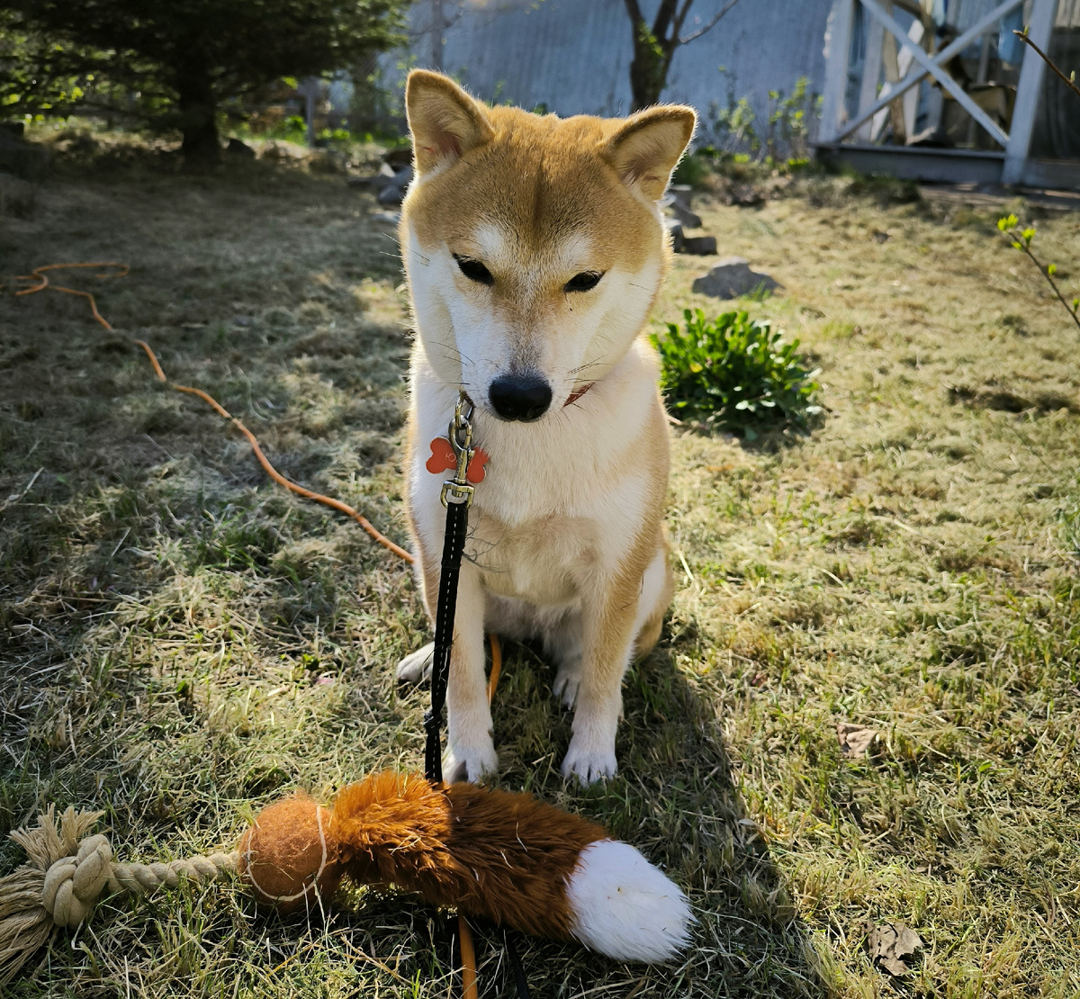 Shiba inu