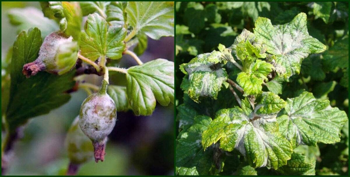 Парша на крыжовнике меры. Мучнистая роса на крыжовнике. Сферотека крыжовника. Мучнистая роса на крыжовнике. Парша на крыжовнике меры.