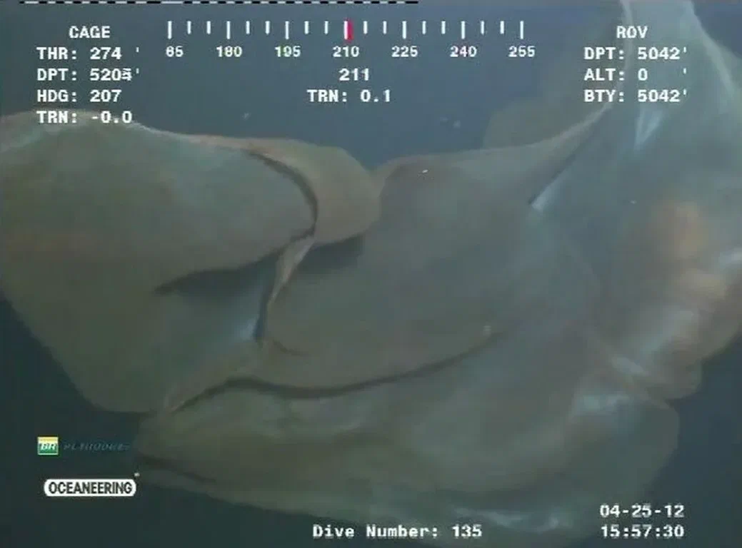 Каплеобразное «пульсар»