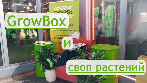 Заглянула на GrowBox и своп