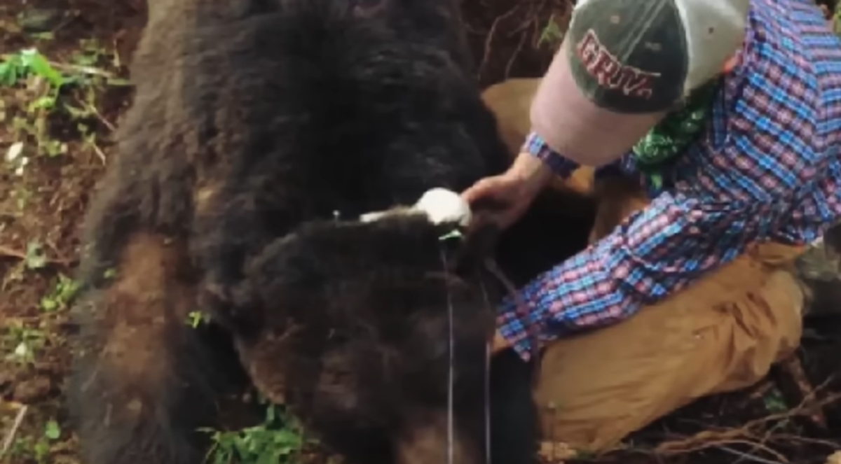 Глухой лес дышал тайной. Меж вековых сосен петляла едва заметная тропа – путеводная нить для Алекса, лесного смотрителя.-2