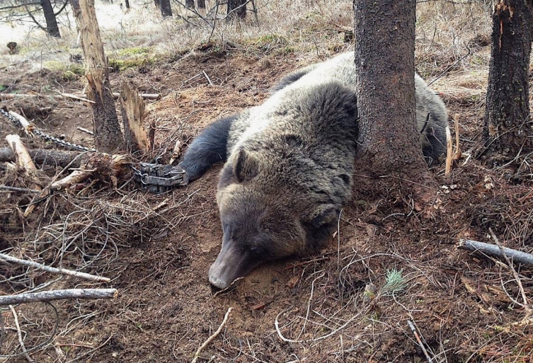 Глухой лес дышал тайной. Меж вековых сосен петляла едва заметная тропа – путеводная нить для Алекса, лесного смотрителя.