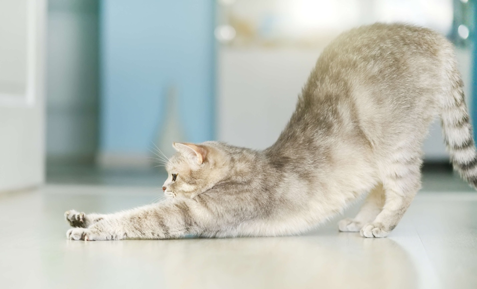 Кошки — удивительные создания, которые уже тысячи лет покоряют сердца людей по всему миру. Их загадочное поведение и уникальные способности делают одними из самых интересных домашних питомцев.-2