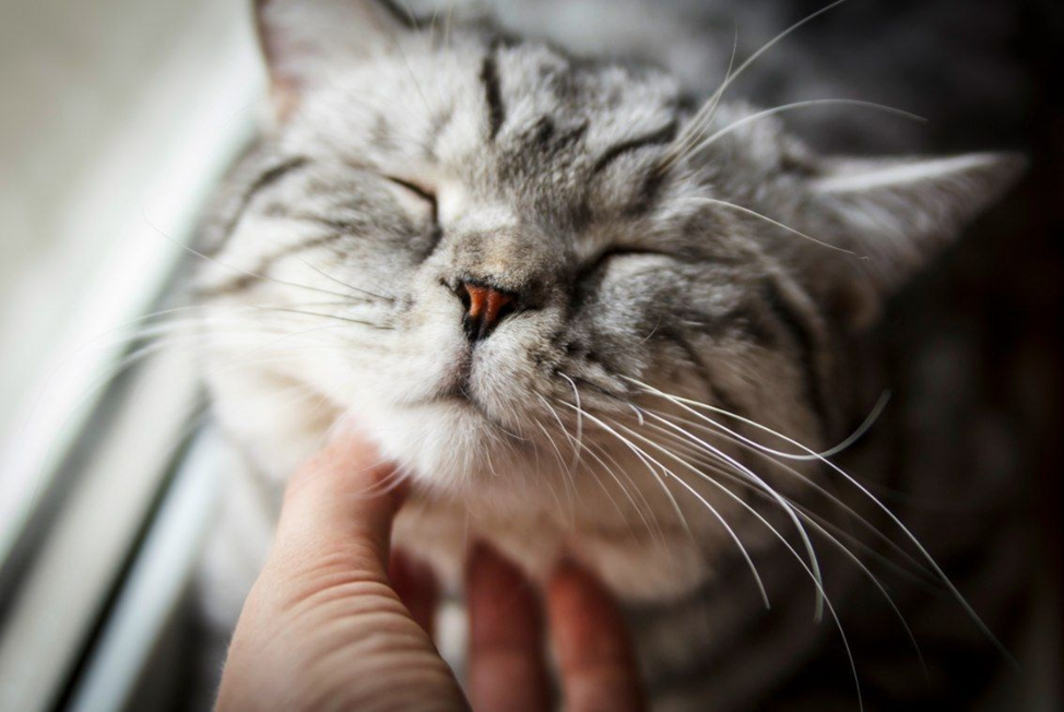 Кошки — удивительные создания, которые уже тысячи лет покоряют сердца людей по всему миру. Их загадочное поведение и уникальные способности делают одними из самых интересных домашних питомцев.-3