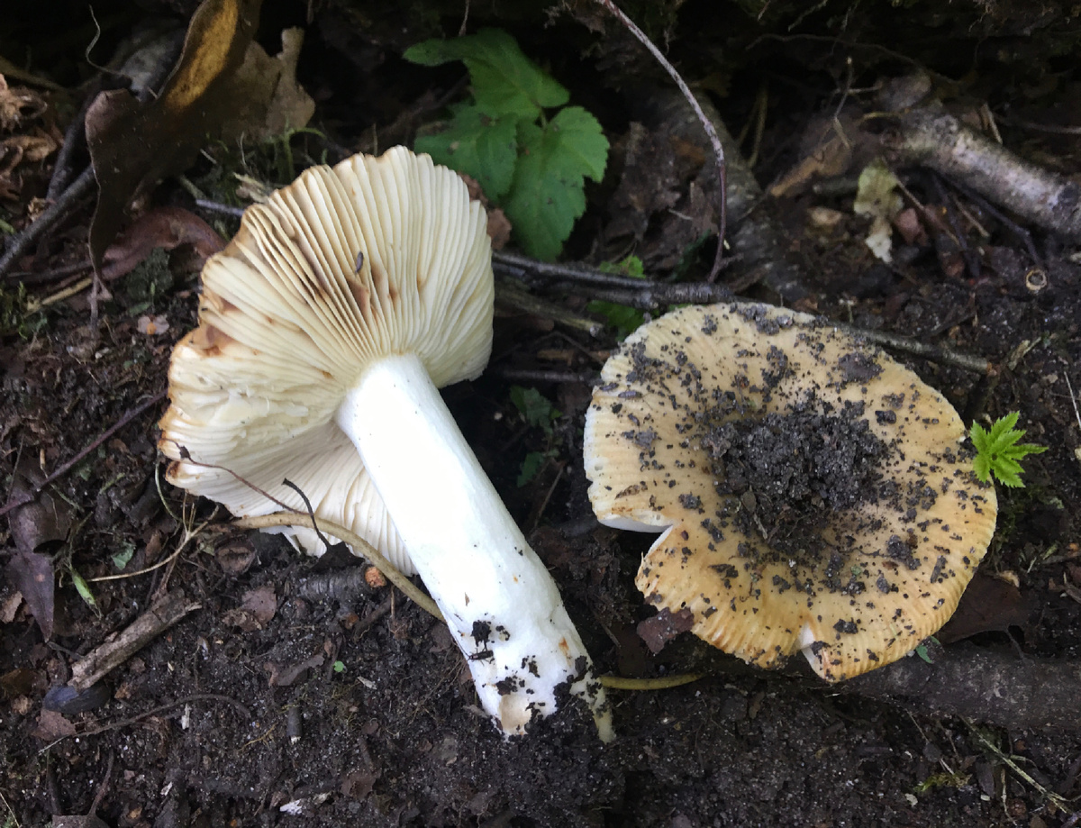 Сыроежка вкуснейший гриб, перед обработкой ошпарьте их кипятком….Тогда они станут резиновыми, крошиться не будут