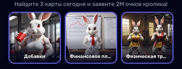 Rocky rabbit карты на сегодня