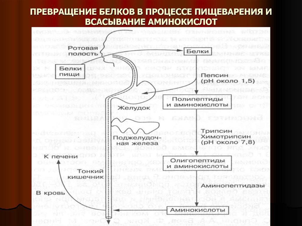 Схематичное описание расщепление ЛЮБЫХ белков в организме на аминокислоты. Рисунок из сети Интернет.