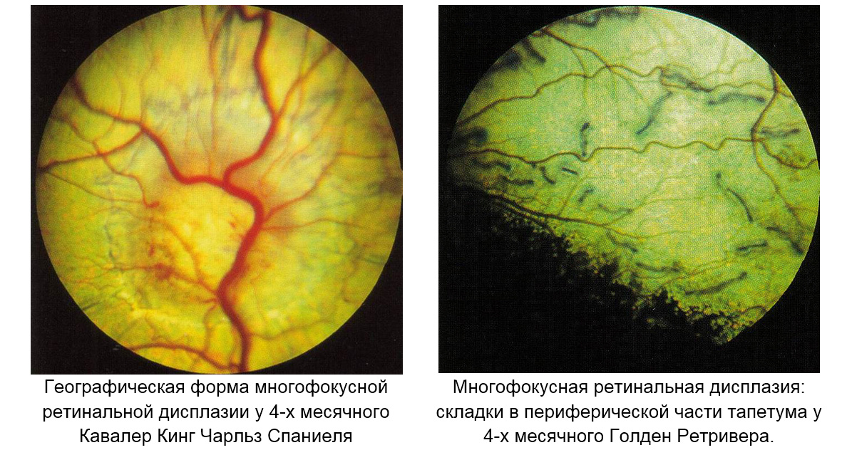 From D.Slatter. Fundamentals of veterinary ophthalmology. 2001 (3-rd Edition).