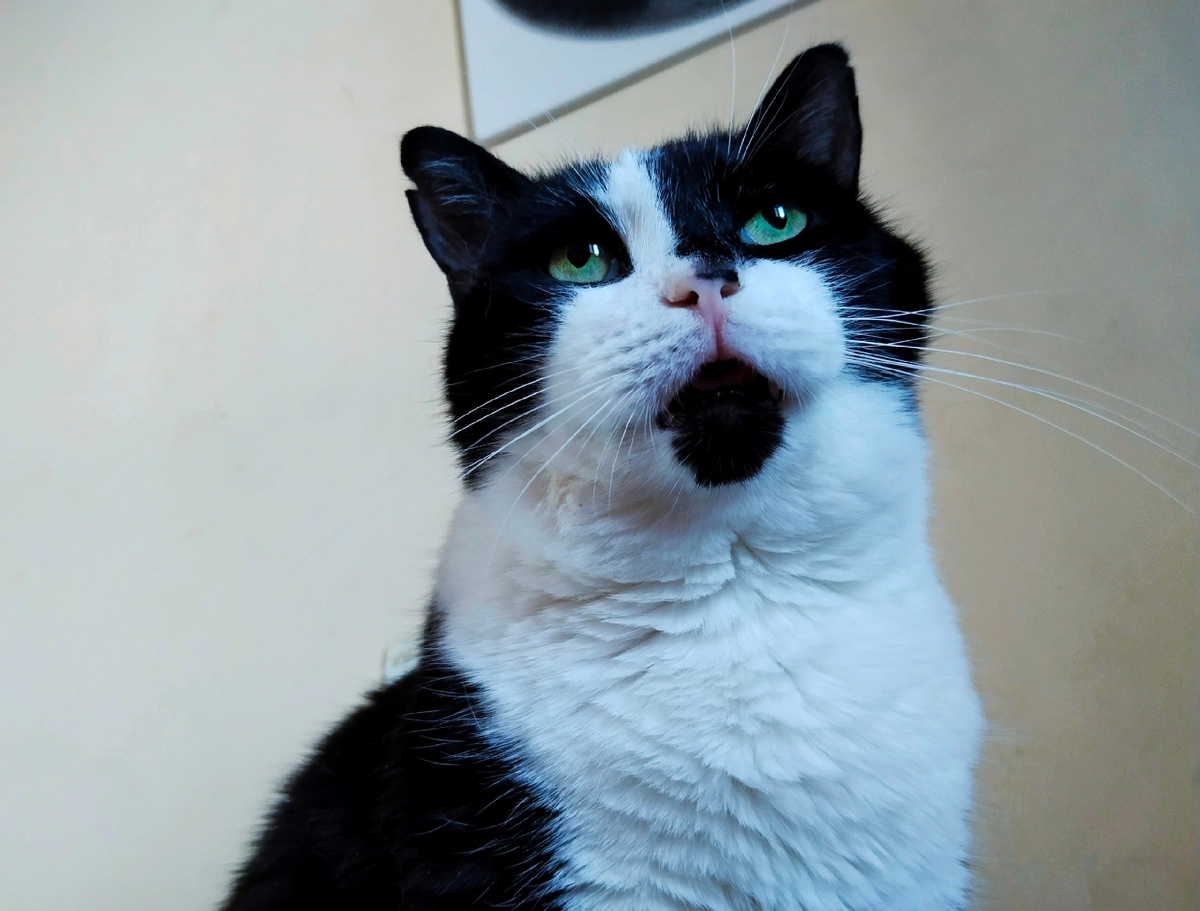 Геральт, которого травмирует отсутствие вкусняшек