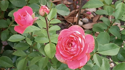 27 июля. Розы, второе цветение, жалко смотреть... Новалис, Ангела, Софи Лорен и ДР...