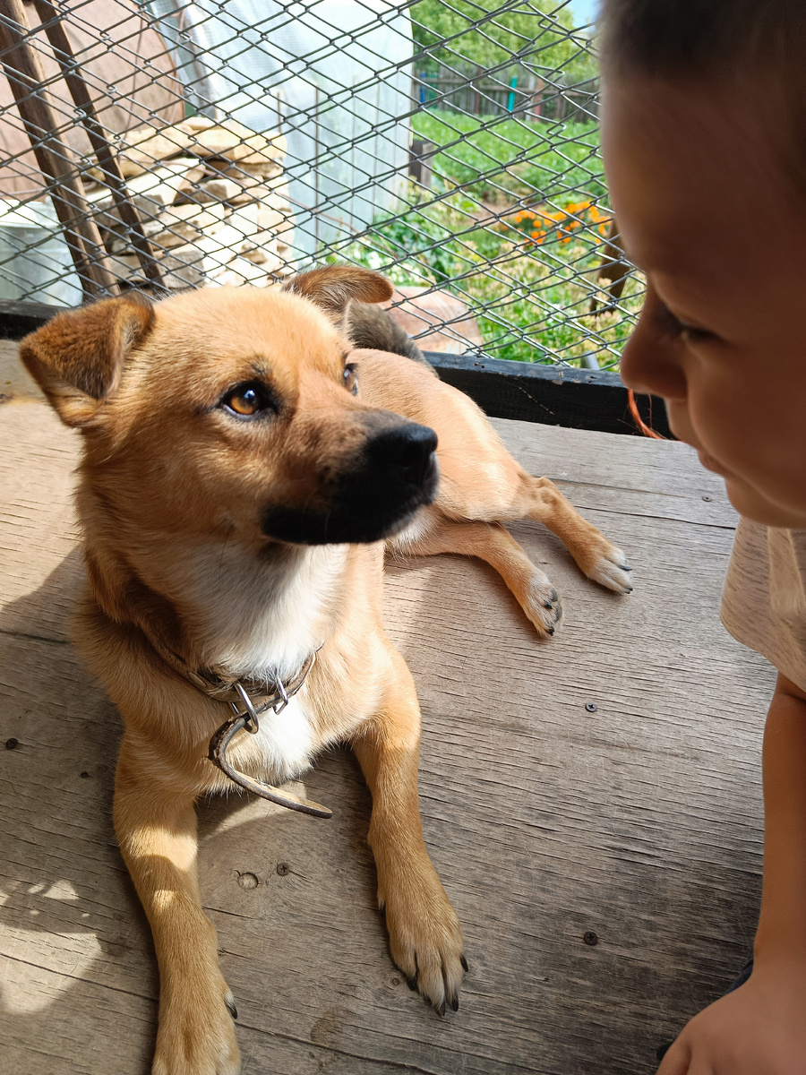 архив (пес Арчи, 2024)