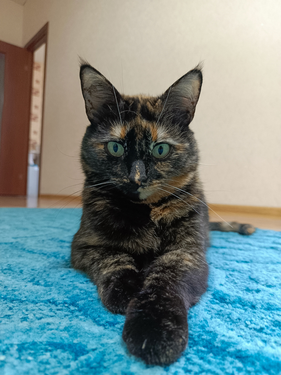 архив (кошка Фрося, 2024)