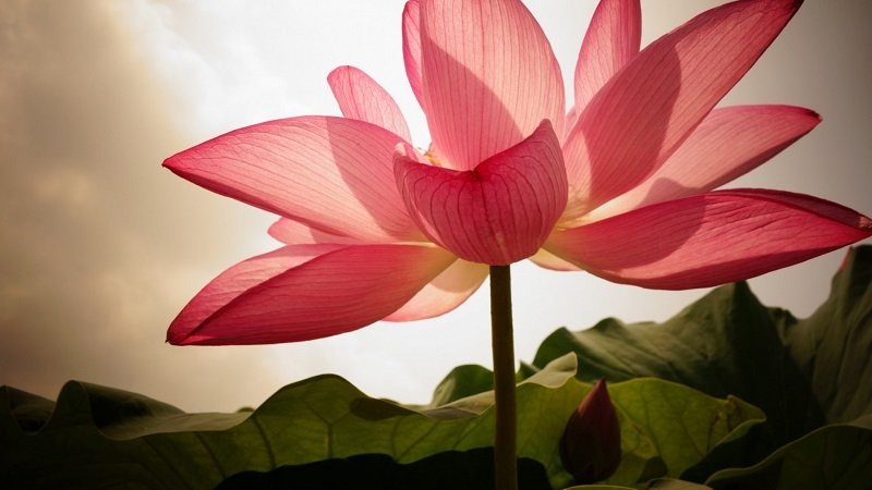 Картинка найдена на просторах интернета, ссылка https://yandex.ru/images/search?from=tabbar&img_url=https%3A%2Fi%2F.pinimg.com%2Foriginals%2Fa8%2F34%2Fа3f%2Fa83р43f81751с2879b5e7bd53274cf0591a19.jpg&lr=47&pos=15&rpt=simage&text=%D1%86%D0%B2%D0%B5%D1%82%D1%8B%20%D0%BA%D1%80%D1%83%D0%BF%D0%BD%D0%BE%20%D1%84%D0%BE%D1%82%D0%BE 