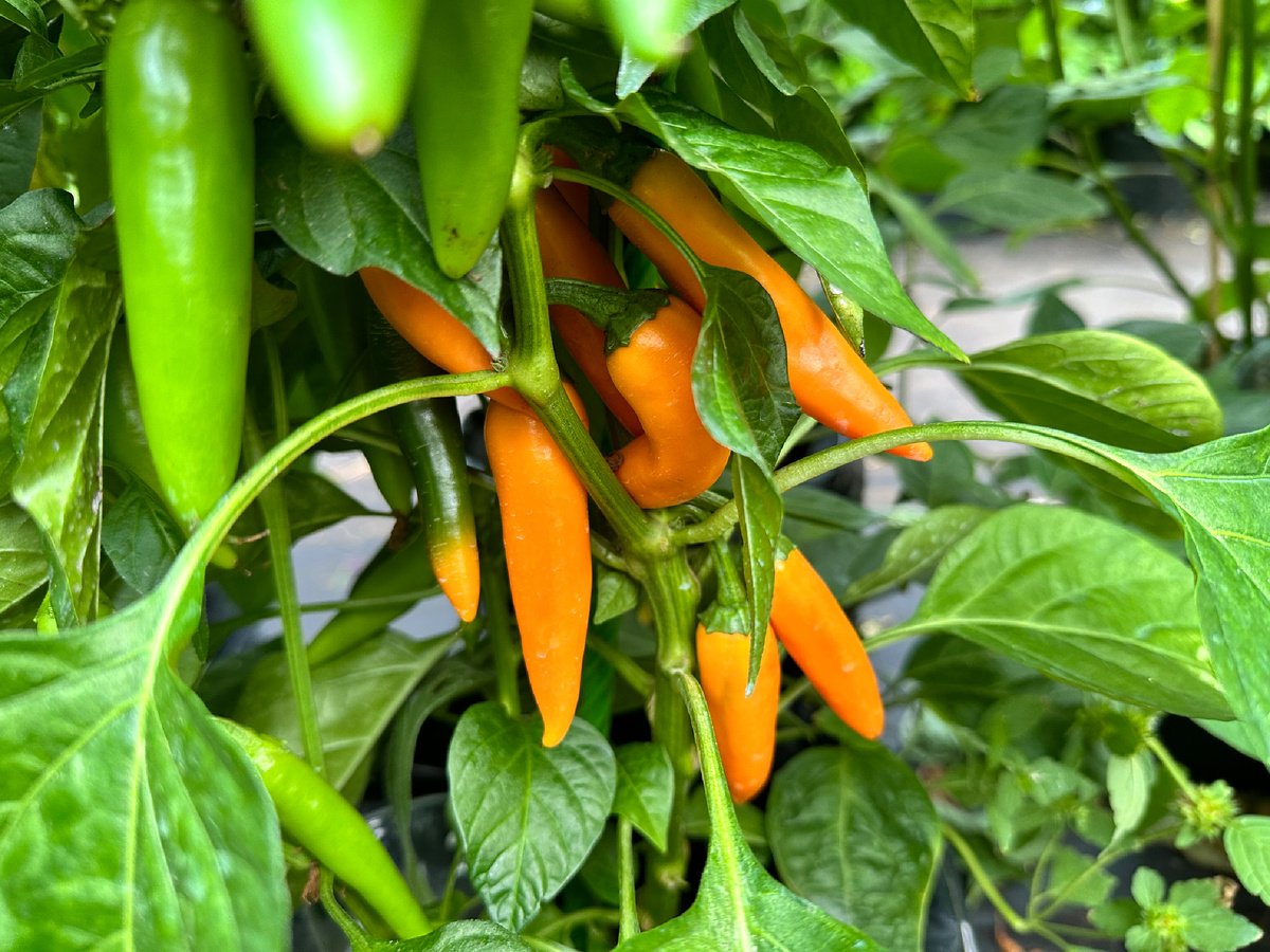 Bulgarian Carrot старый сорт острого перца, но не очень популярный.