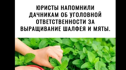 Дачникам запретили выращивать мяту и шалфей. Дачникам запретили выращивать мяту и шалфей