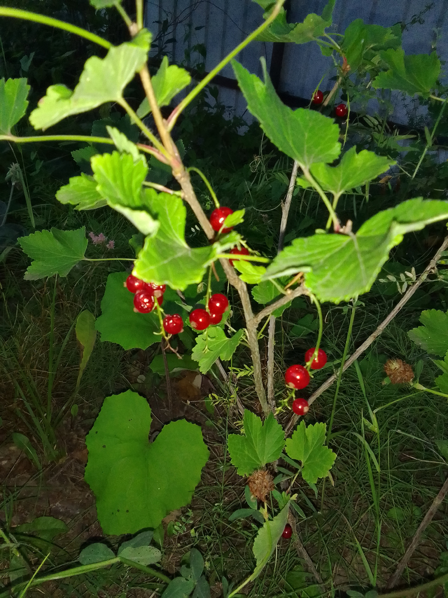 На моих кустах красной смородины ещё остались ягоды, просто оставила дозревать. Ягоды красной смородины можно снимать и позже, главное чтобы их никто не съел раньше хозяев 😁 Этот сорт покупала как белорусский "Прыгажуня", но что-то не похоже на "Прыгажуню", но мне он нравится тем, что много ягод, и они созревают не все сразу, не нужно сразу снимать весь урожай и думать, как это съесть, или может быть заморозить, т. е. можно есть постепенно в течение лета по мере созревания.