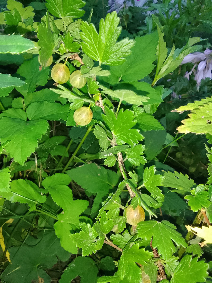 Мой крыжовник созрел. Я всегда жду созревания, не перерабатываю его. После сбора урожая обязательно ухаживаю за крыжовником, от ухода в этом году зависит урожай следующего года.
