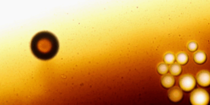 Гроздь белых шариков — пузырьки воздуха.