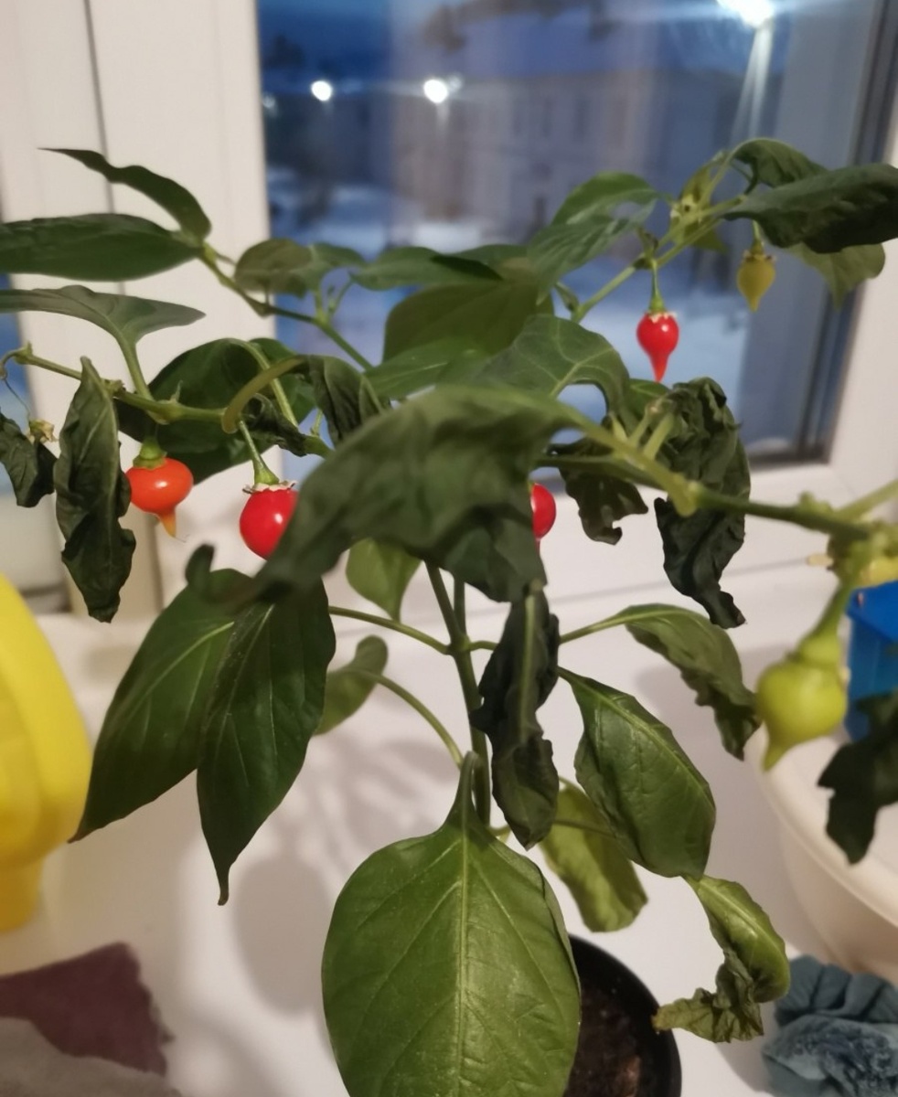 Перец Бикиньо зимой на окне