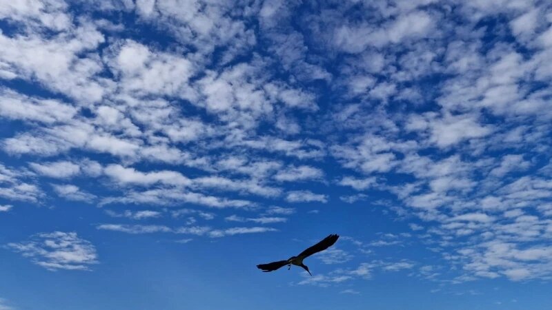    Черный аист Пикуля. vk.com/altay_birder