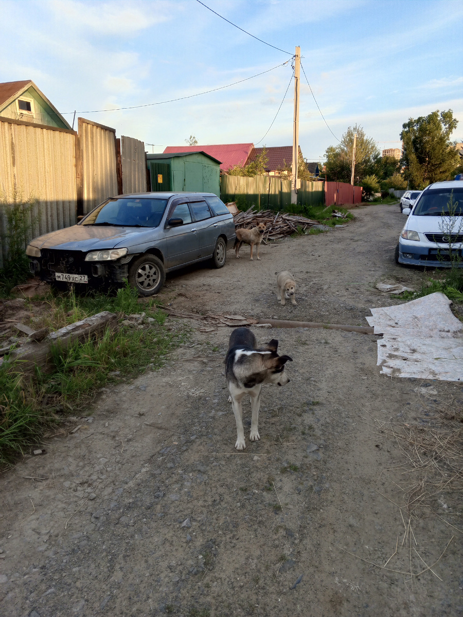 Соседская рыжая собака с мужем и ребенком. Муж- гулящий.
